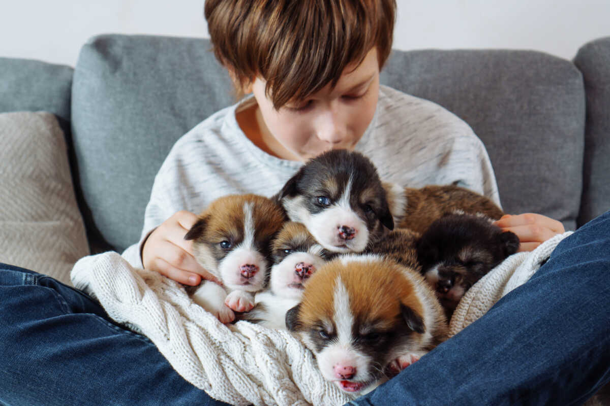 Teenage boy in T-shirt and jeans is sitting cross-legged on sofa, holding several Welsh corgi puppies in armful and kissing them. Love and happiness. Happy childhood. Caring for and caring for pets.