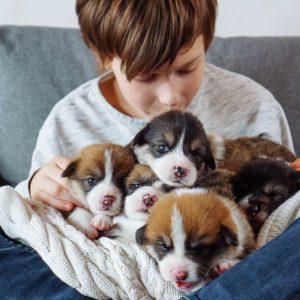 Teenage boy in T-shirt and jeans is sitting cross-legged on sofa, holding several Welsh corgi puppies in armful and kissing them. Love and happiness. Happy childhood. Caring for and caring for pets.